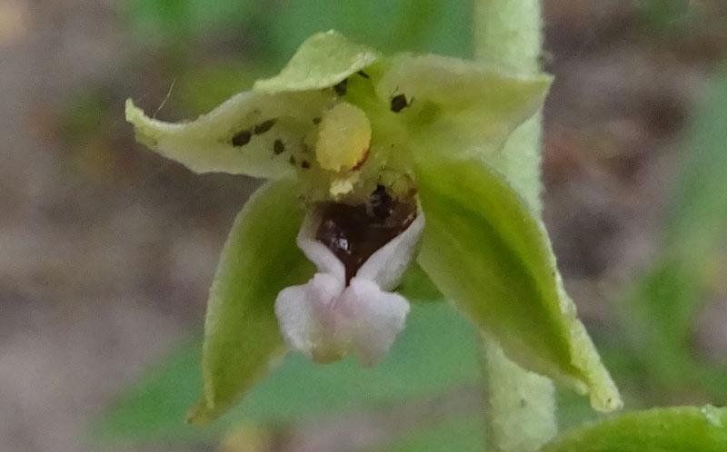 Epipactis bugacensis subsp. bugacensis